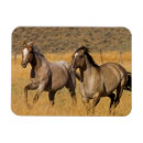 Sök efter ranch magneter Häst