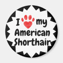 Sök efter amerikanshorthair Katt
