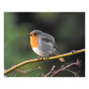 Sök efter rött bröst konst Robin