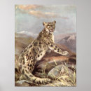Sök efter snöleopard Leoparder