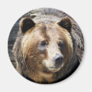 Sök efter grizzly magneter Bära