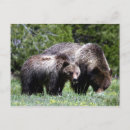 Sök efter grizzly vykort Björn