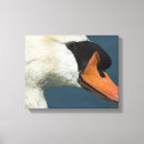 Sök efter svan och konst Svanar