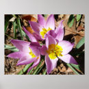 Sök efter krokus posters Blomma