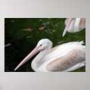 Sök efter slå till fotografi Djur
