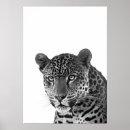Sök efter jaguar posters Djur