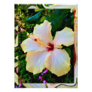 Sök efter gul hibiskusblomma Trädgård
