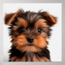 Sök efter valp för yorkshire terrier Husdjur