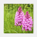 Sök efter rosa orchid magneter Blommigt