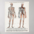 Sök efter anatomical posters Vintage