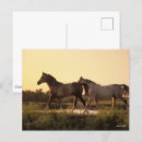 Sök efter arabiska hästar vykort Ras