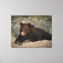 Sök efter grizzly konst Bära