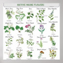 Sök efter maine posters Blommor