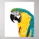 Sök efter bird posters Tropisk