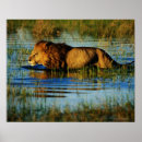 Sök efter okavango posters Lejon