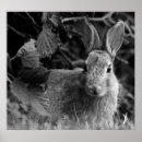 Sök efter svart kanin posters Söt