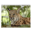 Sök efter bobcats Katter