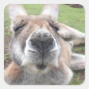 Sök efter känguru klistermärken Kangaroo