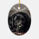 Sök efter jul för labrador retriever För alla