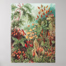 Sök efter botaniska posters Ernst haeckel