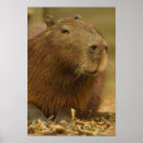 Sök efter brazil posters Pantanal