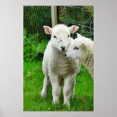 Sök efter lambs posters Söt