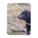 Sök efter tassie Marsupiell