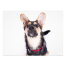 Sök efter roliga valpar posters Äta