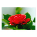 Sök efter rosa passion posters Romantisk