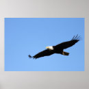 Sök efter soar posters Strö