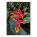 Sök efter heliconia Botanisk