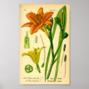 Sök efter tiger lily posters Vintage