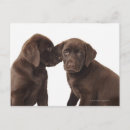 Sök efter chokladlabrador retriever Natur
