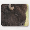Sök efter amerikanbison Djur