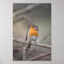 Sök efter robin posters Djur