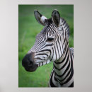 Sök efter zebra posters Svart och vitt