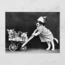 Sök efter kattfoto vykort Katter