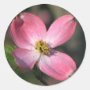 Sök efter rosa dogwood fotografi Blommor