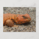 Sök efter reptilar vykort Öken