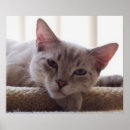 Sök efter lat djur posters Katt