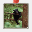 Sök efter ursus Unge