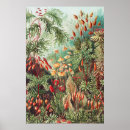 Sök efter fern posters Ernst haeckel