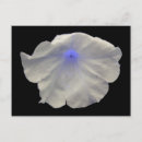 Sök efter lysande vykort Blommor