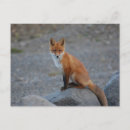 Sök efter djur vykort Foto