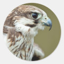 Sök efter falk klistermärken Fågel
