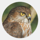 Sök efter vassen klistermärken Natur