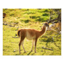 Sök efter guanaco Djur