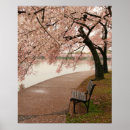 Sök efter blomstrar posters Sakura