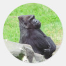 Sök efter gorilla klistermärken Primater