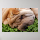 Sök efter shar posters Kines